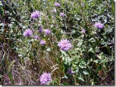 Asters in Roosevelt National Park North Unit
